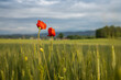 Papaver rhoeas (common, corn poppy, corn rose, field, Flanders poppy, or red poppy). This poppy is notable as an agricultural weed (hence the common names including corn and 