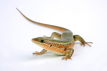 Poster - African red-sided skink // Bunter Togoskink (Trachylepis perrotetii)