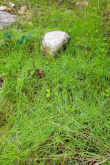 Young green wet grass covered with drops of morning dew