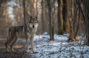 Naklejka na meble Wild wolf in the forest. Winter forest. Photo of a wild wolf in a snowy park.