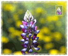 Single Pink And Blue Lupine Flower And An Out-of-focus Green And Yellow Background, Posterized And Framed As A Scalloped-edge Postcard