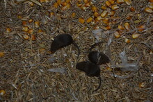 Gray Pests Little Mice Climbed Into A Barrel Of Golden Wheat Grains And Spoil The Harvest