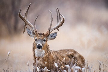 Wall Mural - Atypical Buck