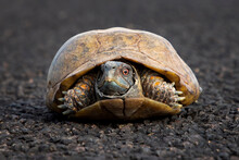 Ornate Box Turtle Close Up Low Angle With Bright Red Eyes On Black Roadway