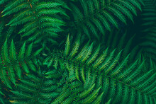 Green Fern Leaves Close Up In Tropical Forest.Beautiful Floral Background In Dark Green Color