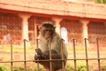 portrait of a monkey