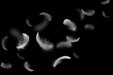 Wall Mural - group of light soft fluffy a white feathers flolating in the dark. black ground. abstract, feather f