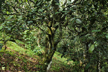 tea tree, china, yunnan