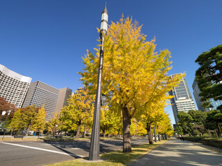 Fototapete - 東京都　丸の内オフィスビル街とイチョウ並木　
