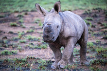 An Incredibly Young White Rhinoceros Calf Staring With Curiosity At The Intrusion 