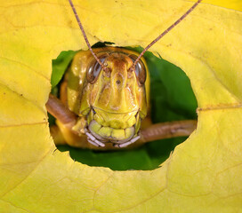 Wall Mural - Migratory locust (Locusta migratoria) peeking out of a hole in a damaged yellow leaf