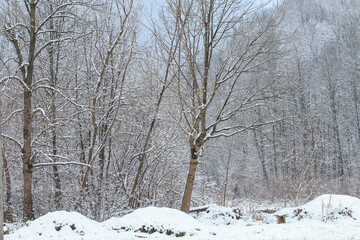 Canvas Print - Trees covered with snow in the winter.