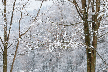 Canvas Print - Trees covered with snow in the winter.