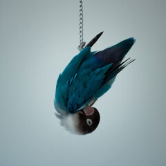 Funny bird blue pet lovebird