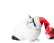 © Sofiia - fluffy tricolor cat with big red christmas balls