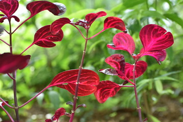 Sticker - 深紅の葉の観葉植物　マルバビユ