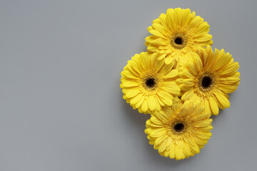 Wall Mural - Demonstrating trendy colors 2021 - Gray and Yellow. Beautiful gerbera flowers on grey background with copy space