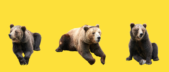 Wall Mural - set of brown bears over illuminating yellow background. large collection of dangerous predators of g
