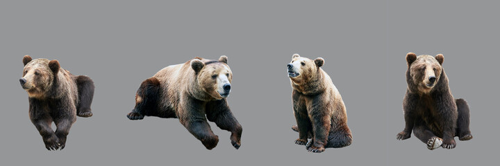 Wall Mural - set of brown bears over ultimate gray background. large collection of dangerous predators of grizzly