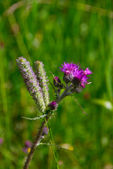 two pink summer flowers are hugging on a beautiful meadow