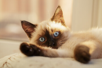 Cat on pillow inside window, portrait kitty on windowsill. Shallow DOF