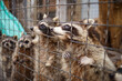 cute fluffy raccoons in a cage at the zoo