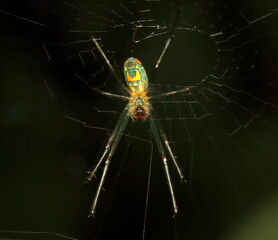 Colorful Orchard orb weaver spider on black background.