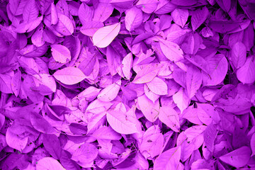  purple autumn leaves. great background for design