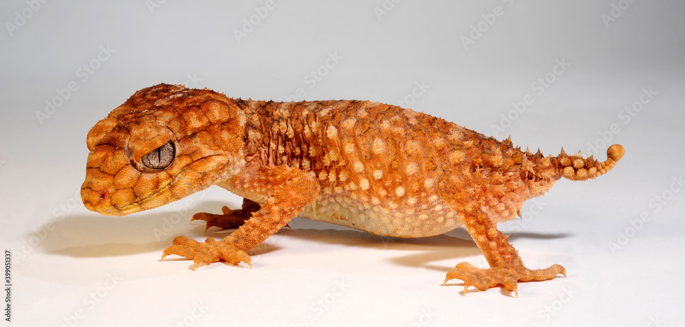 Australischer Knopfschwanzgecko / Centralian rough knob Australischer Knopfschwanzgecko / Centralian rough knob