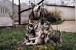 family of Alaskan malamutes, mom and puppies, fluffy happiness, dogs playing