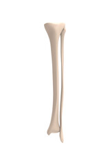 Wall Mural - 3d rendering of Tibia and fibula, medical concept