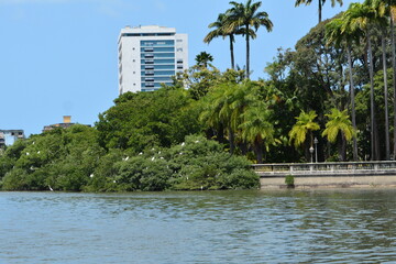 Poster - recife - pernambuco