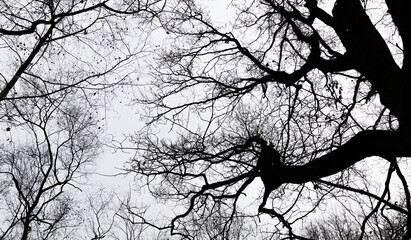  leafless tree branches looking like a network