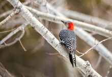 Red Bellied Male Woodpecker On Tree