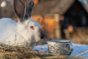 white rabbit in the hay in winter