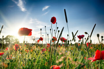 Fresh poppies in spring with blue skies and sunlight. Wild flowers in a landscape field