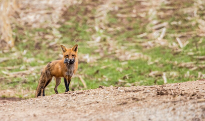 Sticker - mother red fox hunting for kit