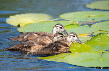 Wall Mural - Wood Ducks Swimming in Pond
