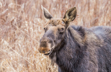 Wall Mural - spring round bull moose drinking 