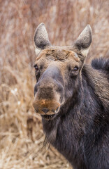 Wall Mural - spring round bull moose drinking 