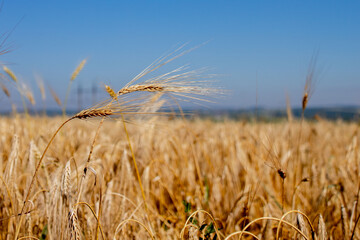 Close up of stems of gold and ripe rye. Concept of great harvest and productive seed industry