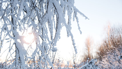 Poster - Frosty winter landscape in snowy forest, winter background