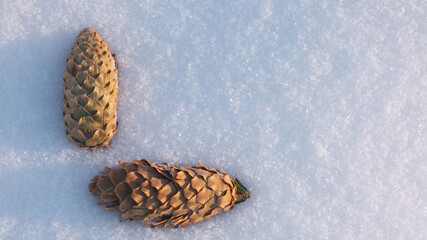 Poster - White fine snow background texture, pine cone on snow, winter background