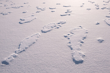 Poster - White fine ice and snow surface texture background texture, winter background