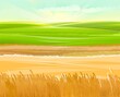 Wheat fields. Rural village landscape. Meadow hills and pastures. Ears of cereals: barley, rye. Summer rustic farm landscape. Illustration. Vector