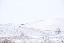 A Man On Horseback On A Winter Day In The Fields And Hills. Solo Walks On A Day Off.