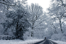 Winter Woodland Near Stokesley, North Yorkshire,  England, United Kingdom