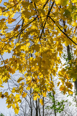 Fall Leaves On Branches 2