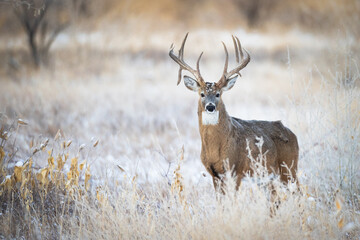 big whitetail buck