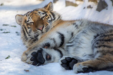 Tiger In The Zoo, Siberian Tiger In The Snow
